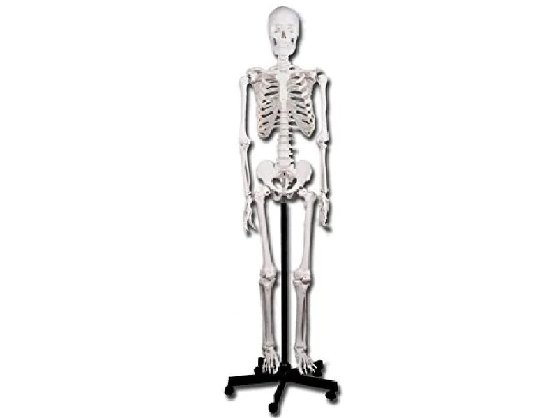 Gima - Human Skeleton Model, Value Line, Articulated Joints, Modular Limbs, for Teaching, Medical Practice, Students, h 180 cm