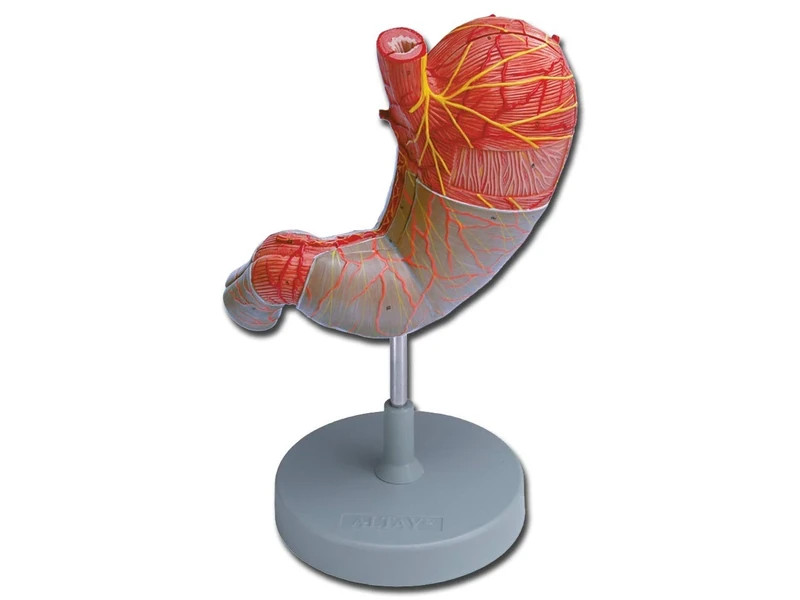 Gima - Anatomical Model of Human Stomach, Modular in 2 Parts, Magnification 1.5X