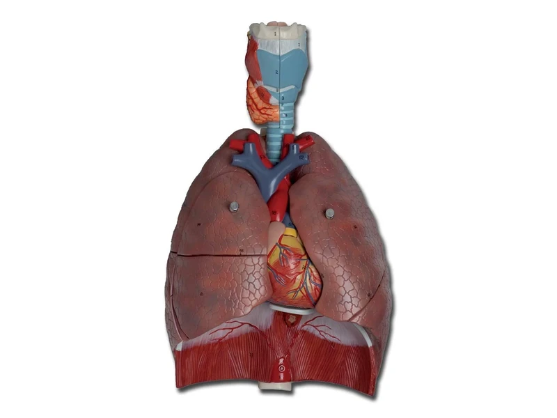 Gima - Anatomical Model of Human Respiratory System, Modular in 7 Parts, Magnification 1X