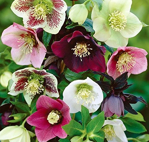 Helleborus Orientalis Mixed Perennial Large Plug Plants Pack x3