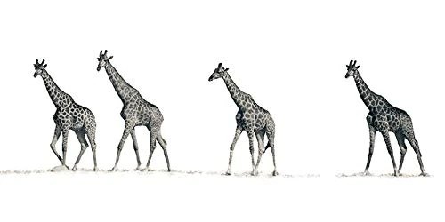 The Art Group Mario Moreno The Giraffes Canvas Print, Multi-Colour, 50 x 100 cm