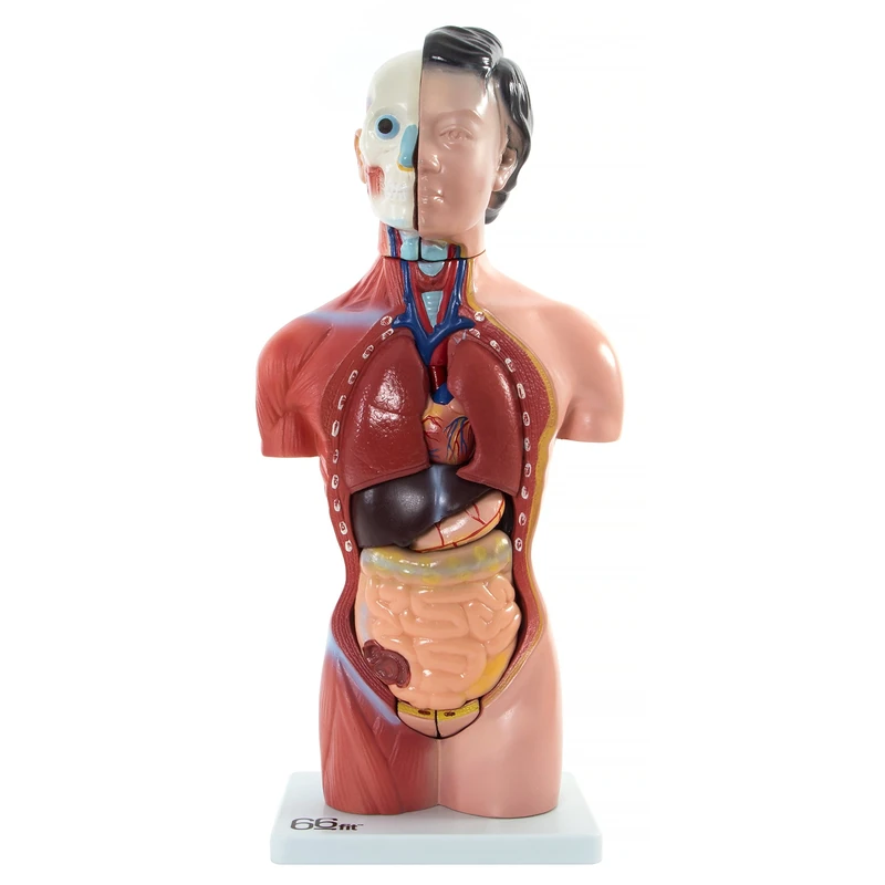 66fit Unisex Torso pack Of 15 , Multi-Colour, 42 cm UK - Image 1
