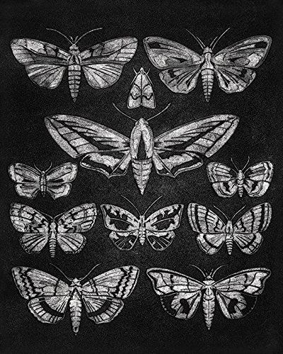 Barry Goodman Eleven Moths Canvas Print, Multi-Colour, 40 x 50 cm