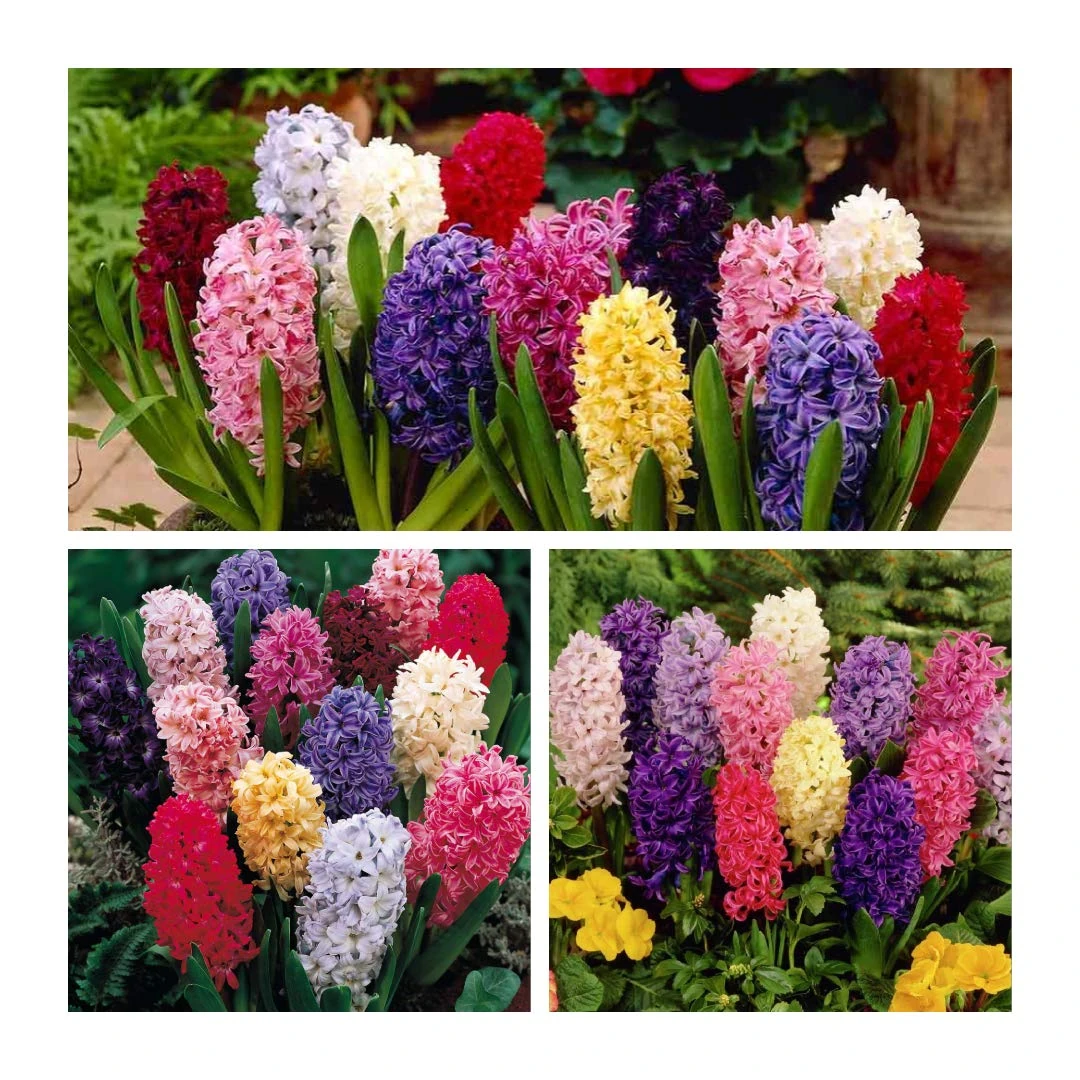 Hyacinth Mixed x 10 Flower Bulbs Size 15/16 Stunning Spring Flowers Easy to Grow