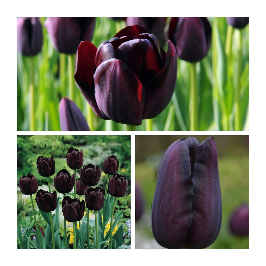 Tulip Flower Bulbs - 10 x Queen of The Night Flower Bulbs Size 10/11 Luscious Black Spring Tulips. Easy to Grow