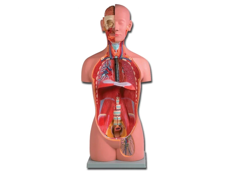 Gima - Anatomical Model of Human Torso, Sex-Less, Highly Detailed, Modular in 16 Parts, Magnification 1X