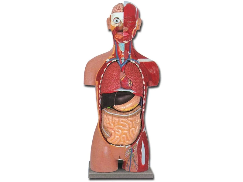 Gima - Anatomical Model of Human Torso, Muscolar, Dual-Sex, Open Back, Highly Detailed, Modular in 28 Parts, Magnification 1X