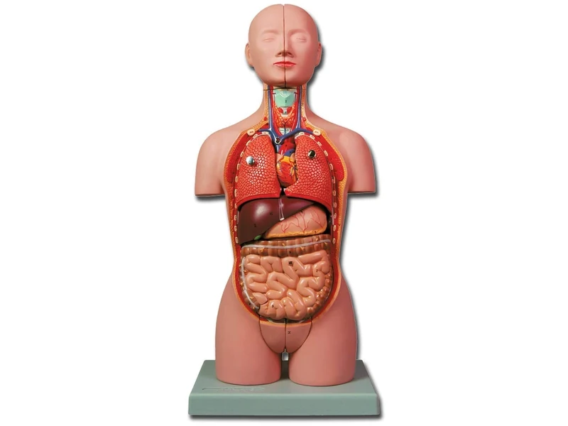 Gima - Anatomical Model of Human Mini-Torso Dual-Sex, Caucasian Type, Highly Detailed, Modular in 16 Parts, Magnification 1/2 X