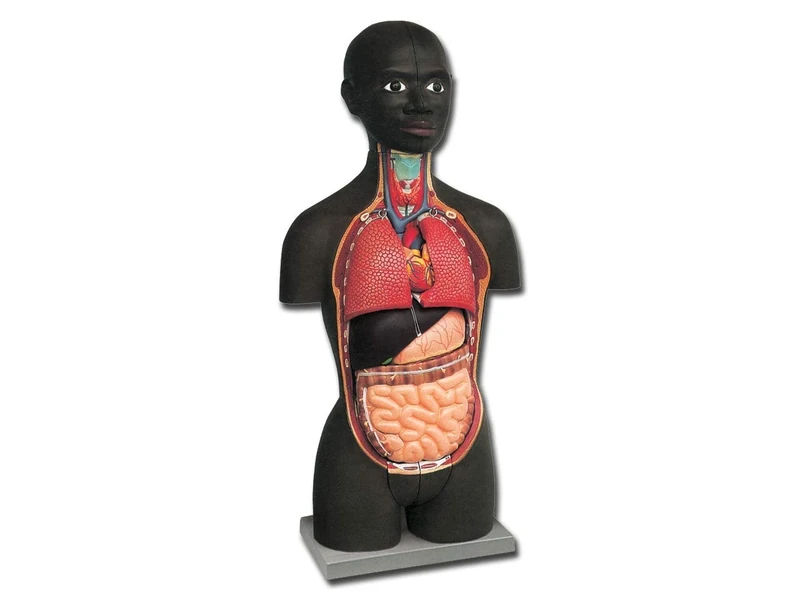 Gima - Anatomical Model of Human Mini-Torso Dual-Sex, African Type, Highly Detailed, Modular in 16 Parts, Magnification 1/2 X