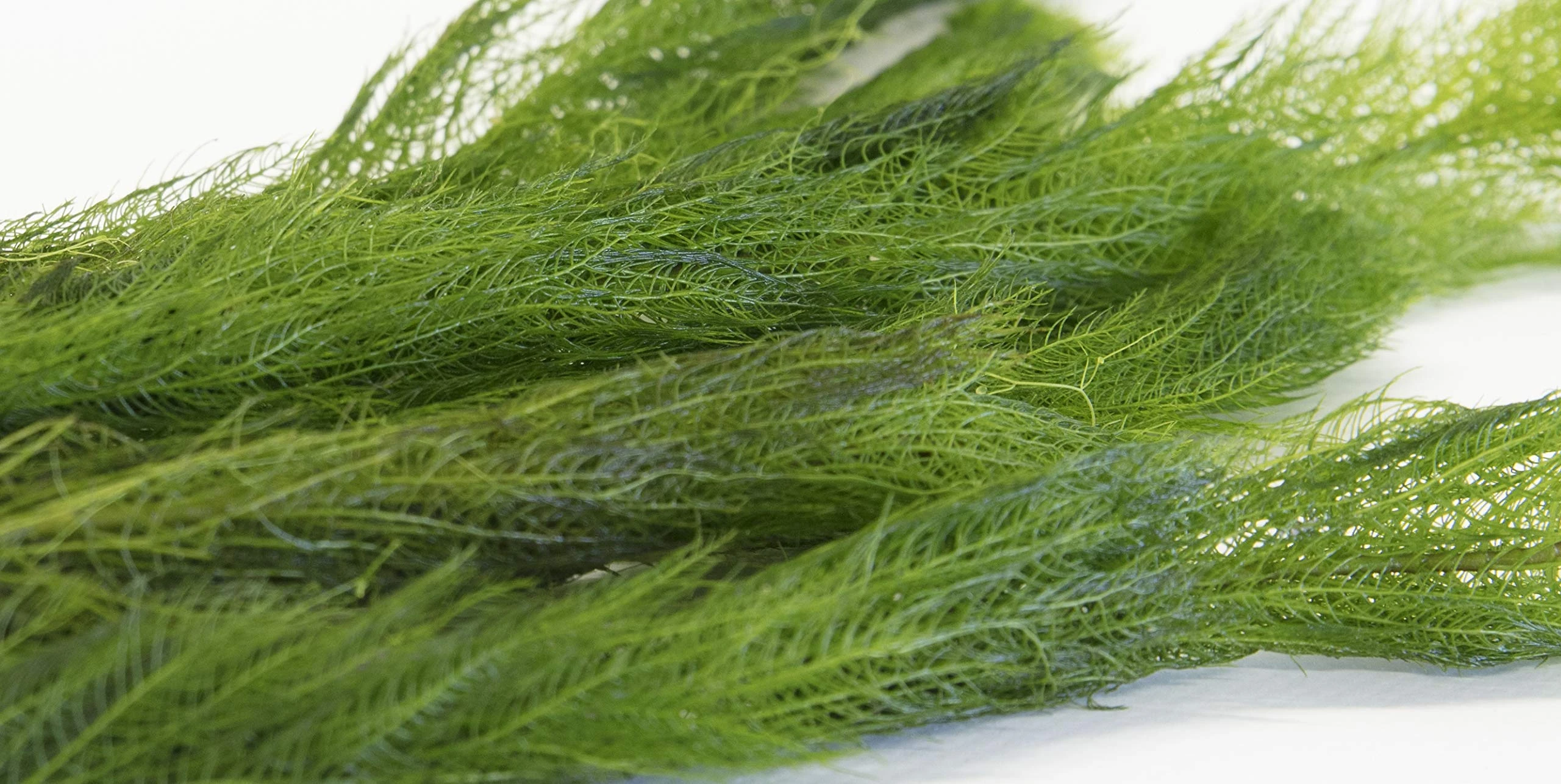 Lincolnshire Pond Plants Milfoil Oxygenating Pond Plant (10 Bunch)