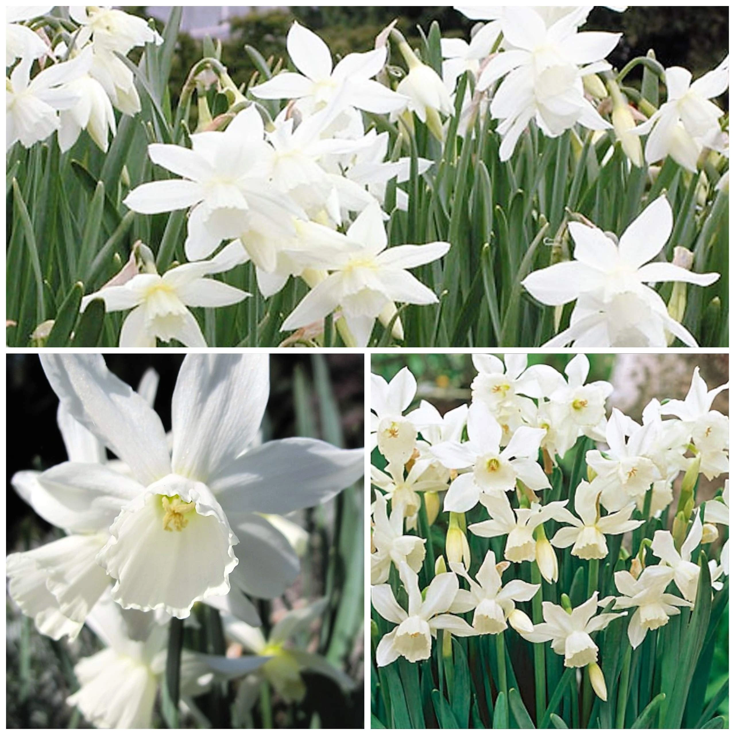 Narcissus Thalia x 30 Flower Bulbs Size 8/10 Beautiful White Spring Blooms. Easy to Grow