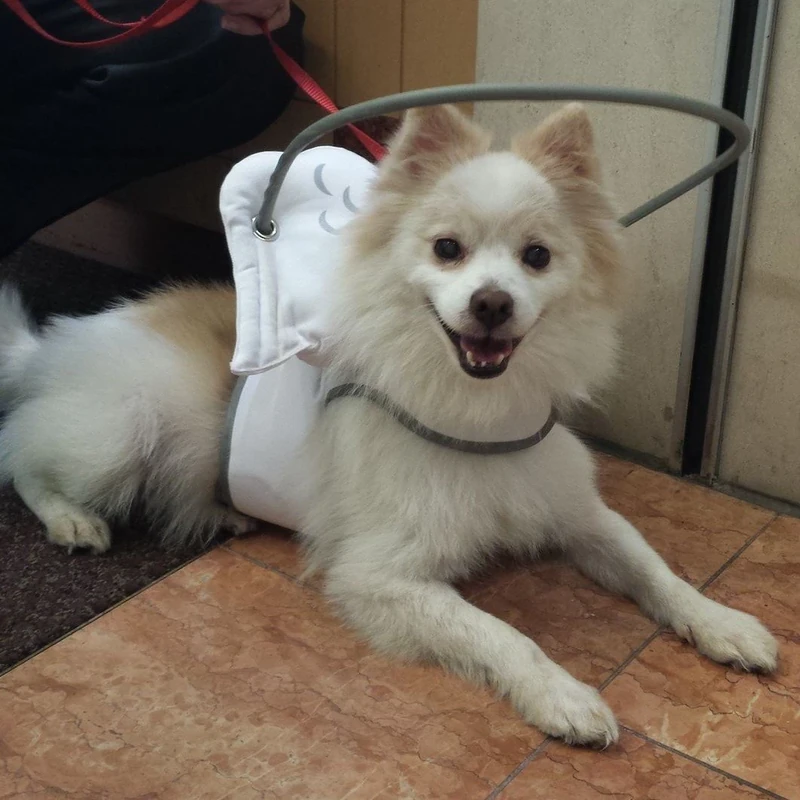 Muffin's Halo Guide White Angel Wings for Blind Dogs, Medium