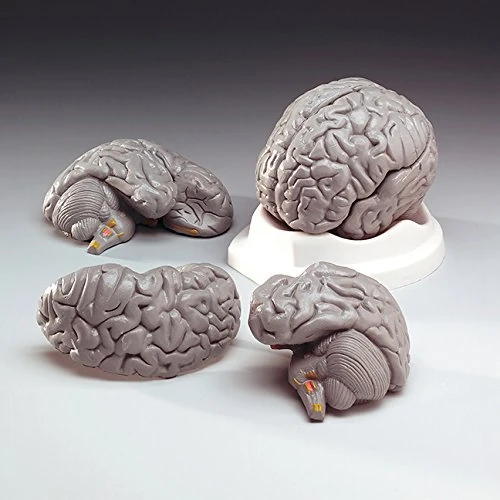 Anatomical Chart 5060094800592 Budget Brain Model - Image 1