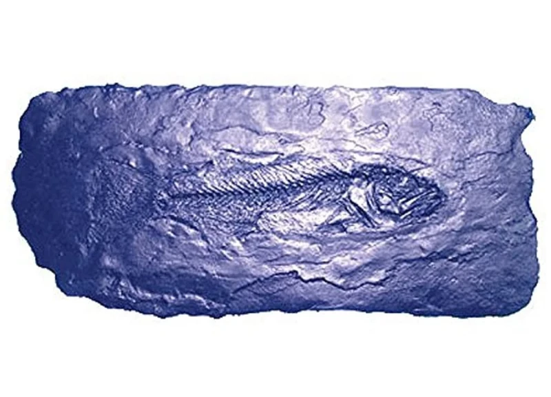 Bon 32-682 Fossil Stamp-Fish