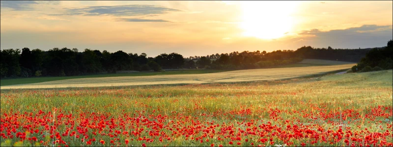 PRO ART PICTURES Palette GLA1269 °C Poppyfield Glass Art Multi-coloured 30 x 80 x 1/2 "