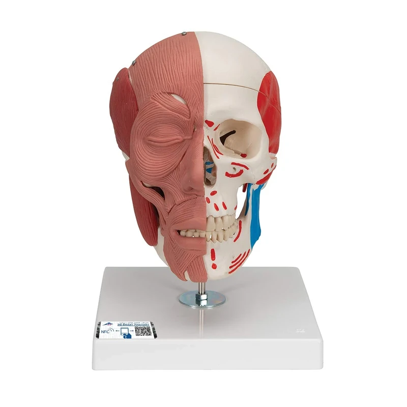 3B Scientific Human Anatomy - Skull Model with Facial Muscles and Magnetic Connections + free anatomy software - 3B Smart Anatomy