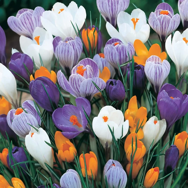 Garthwaite Nurseries 100 Mixed Crocus Bulbs - Dutch Vernus Variety