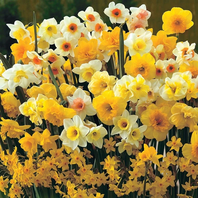 50 Mixed Dwarf Daffodil/Narcissus Bulbs Miniature Varieties Spring Garden Perennial : - by GARTHWAITE NURSERIES® : - UK Stockist