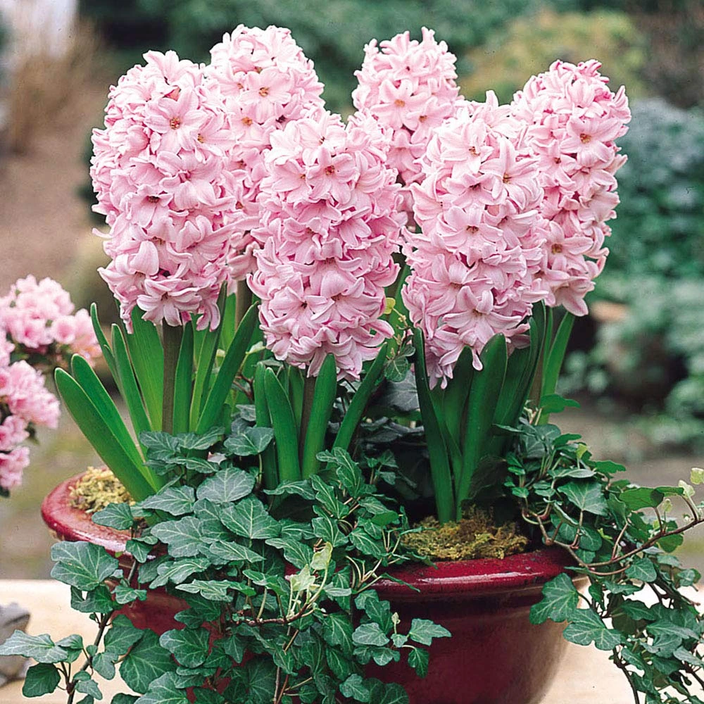 Millthorpe Plant Centre - 3,5,6 or 10 x 'Fondant' Light Pink - Indoor Prepared Hyacinth - Free P&P (3)