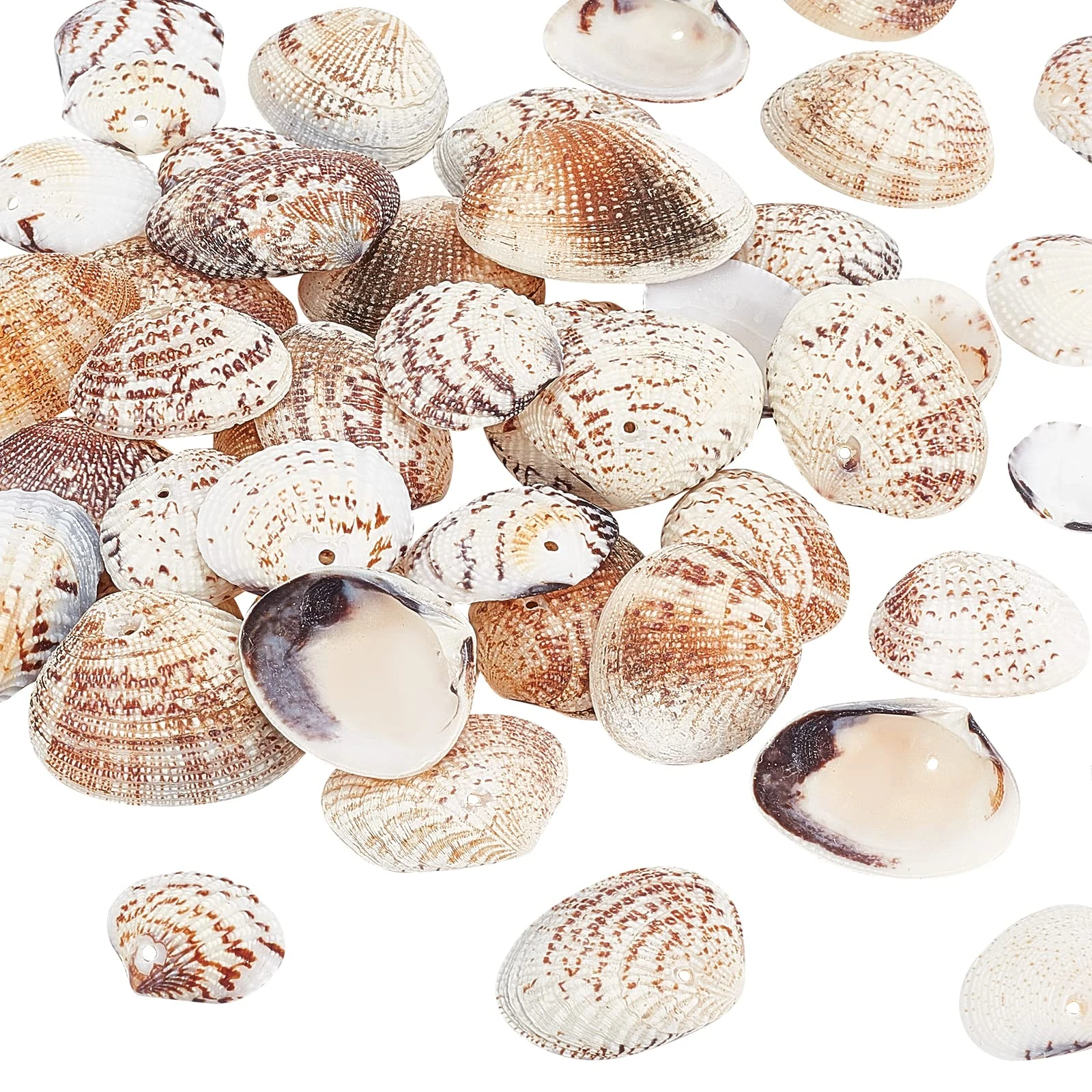 PH PandaHall 50pcs Clam Seashells Shells with Holes Sea Shells for Threading Necklace Earring Jewellery Making Hanging Ornaments Christmas Crafts Activities Home Dector 25~35mm