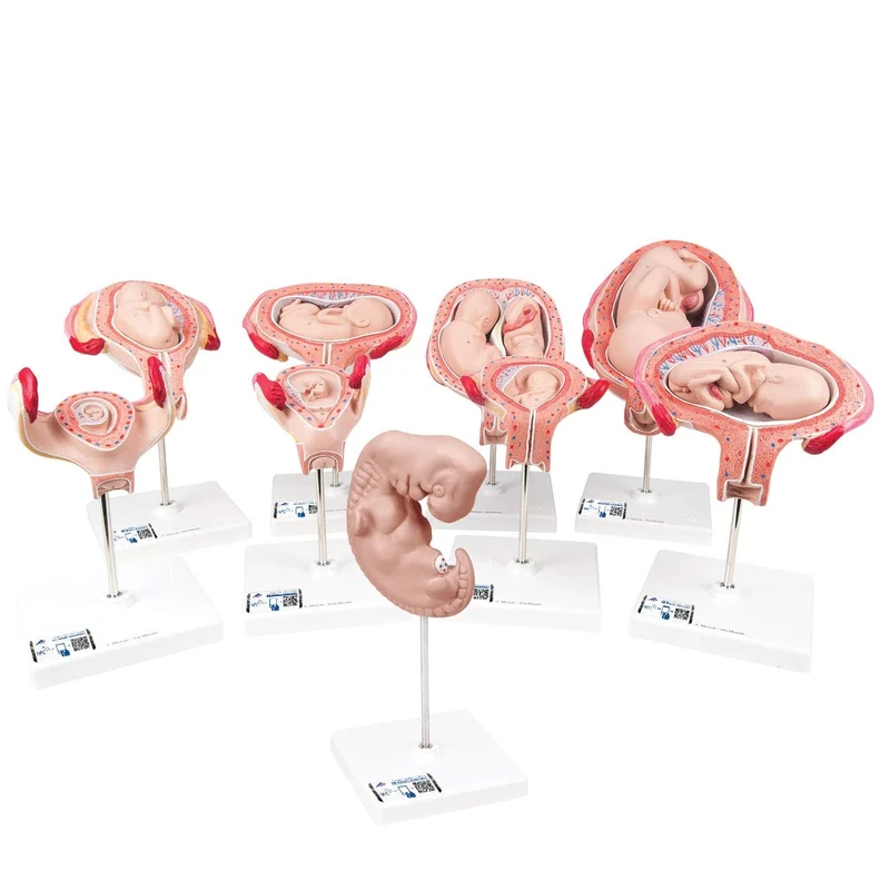 3B Scientific L11 Deluxe Pregnancy Series Models (Pack of 9) + free Anatomy App - 3B Smart Anatomy