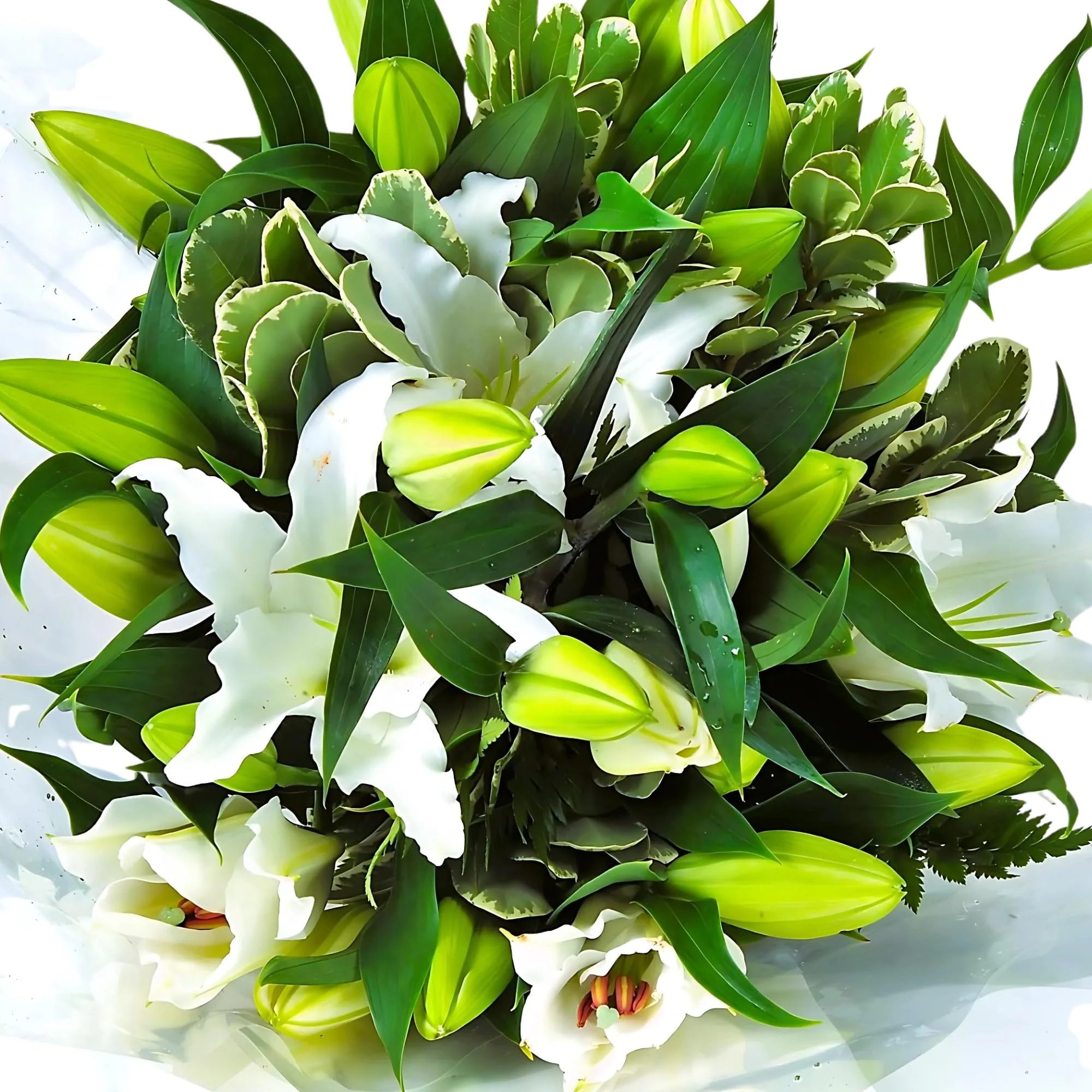 Homeland Florists White Scented Oriental Lily Fresh Flower Bouquet, Luxury Large Gift Wrapped Lilies with Handwritten Gift Card for Birthday or Anniversary