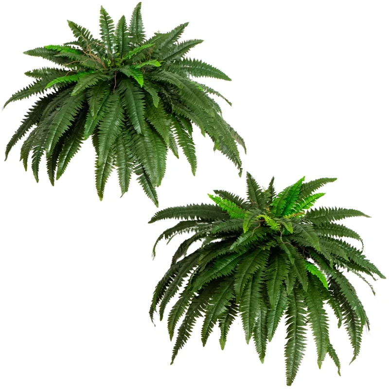 Nearly Natural 6051-S2 48â€ Boston Fern (Set of 2), 2 Piece,Green