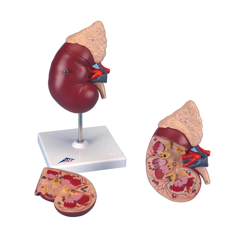 Anatomical Chart 0000000K12 "Human Kidney and Adrenal Gland" Model, 12.7 cm L x 12.7 cm W x 20.3 cm H