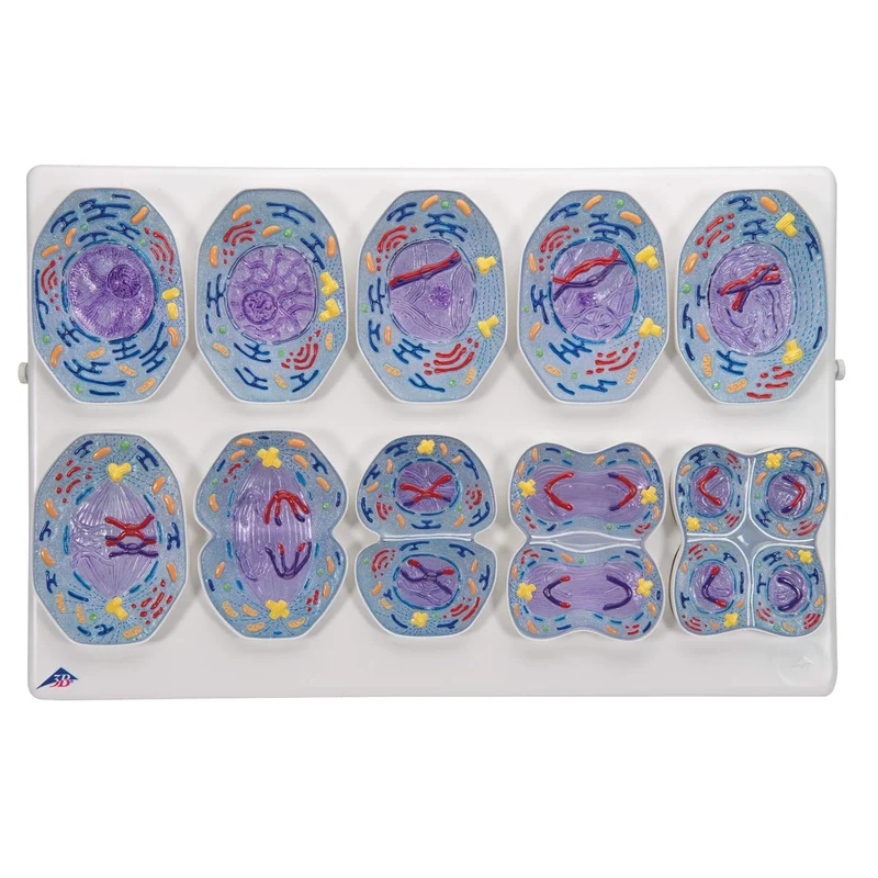 3B Scientific R02/1 Meiosis Model
