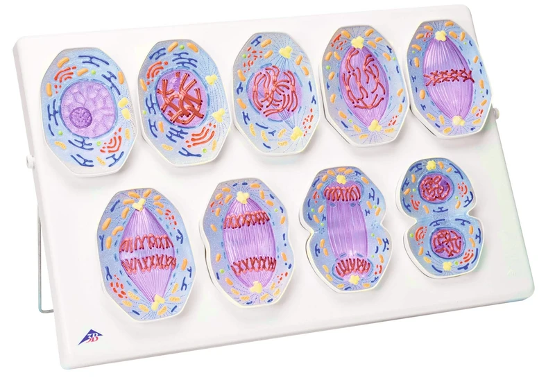3B Scientific R01/1 Mitosis Model