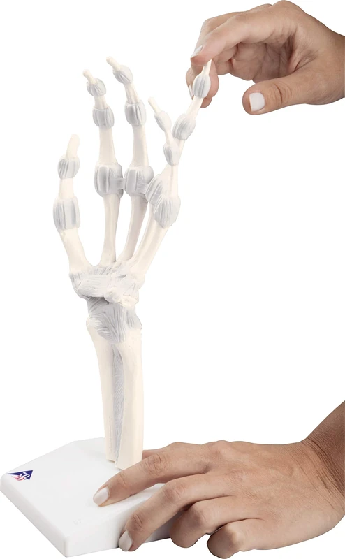 3B Scientific M36 Hand Skeleton Model with Elastic Ligaments
