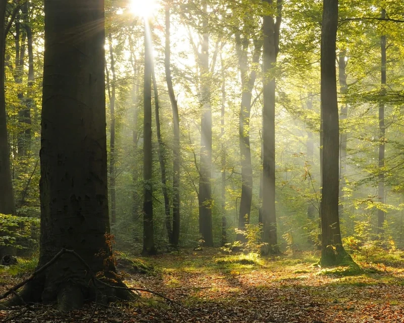 Wall Rogues WR50566 3 x 2.4 m "Tranquil Forest" Mural Wallpaper - Green