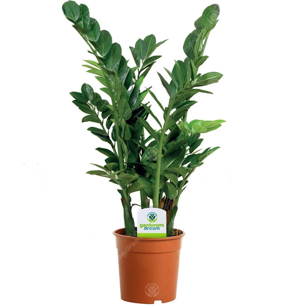 GardenersDream Zamioculca Zamiifolia - Live Air Purifying Indoor Plants for Home and Office (30-40 cm)