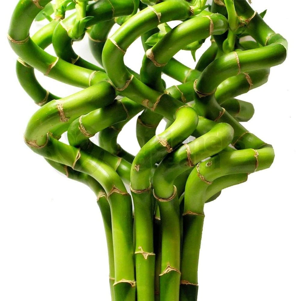 5 x Lucky Bamboo 50cm Spiral Stems for Indoor Plant Pot Garden Windowsill Bowl