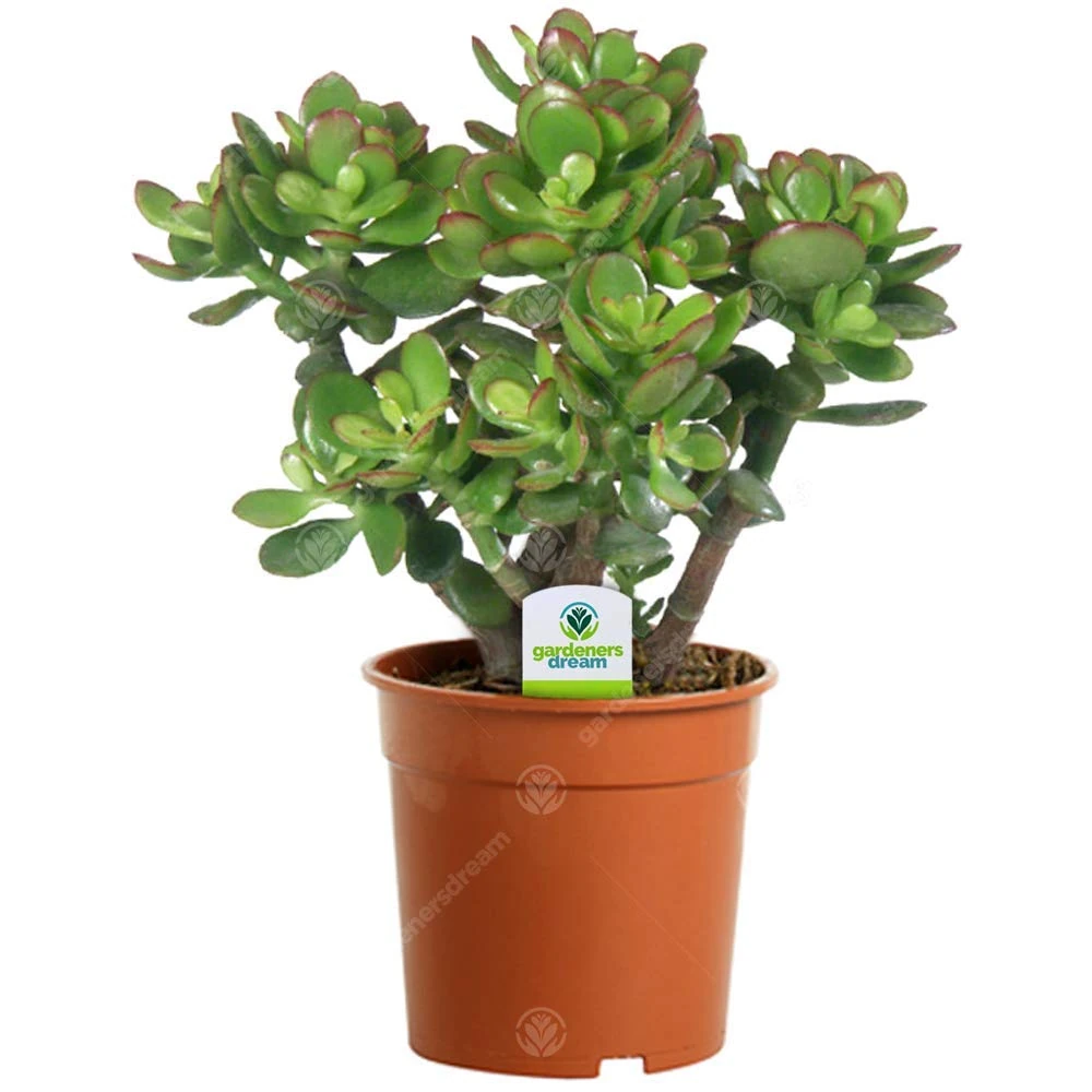 GardenersDream Crassula Ovata Plant in Pot - Live Evergreen Indoor Money Tree - Indoor Flowering Plants for Office - Low Maintenance House Plants - Great Gifts for Plant Lovers (15-25cm incl. Pot)