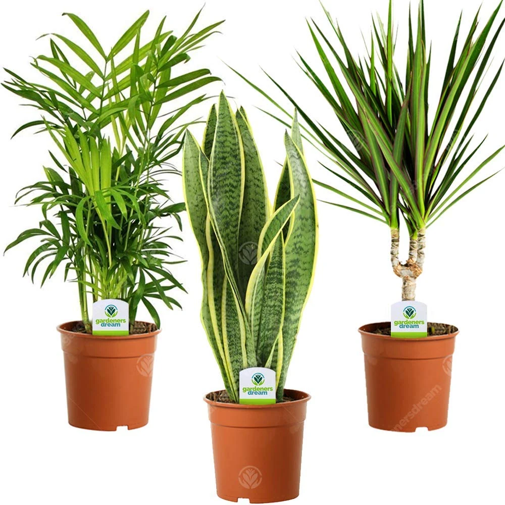 GardenersDream 3X Indoor Plant Mix - Sansevieria Laurentii, Chamaedorea Elegans, and Dracaena Marginata House Plants - Live Indoor Potted Plants - Gifts for Plant Lovers (30-40cm incl. 9cm Pot)