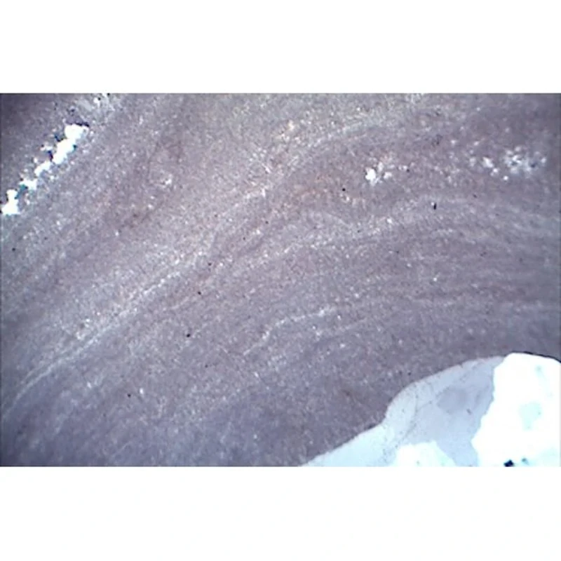 3B Scientific W13153 Thin Sections, Fossils and Meteorites