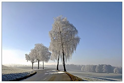 ArtPlaza Art Studio-Wintry Decorative Panel, Wood, Multi-Colour, 90 x 1.8 x 60 cm