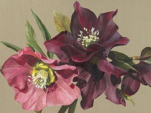 The Art Group "Nightshade Hellebore Sarah Caswell Canvas Print, Multi-Colour, 60 x 80 x 1.3 cm