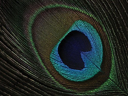 The Art Group "Peacock Feather Eye Alyson Fennell Canvas Print, Multi-Colour, 60 x 80 x 1.3 cm
