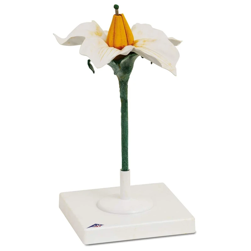 3B Scientific T210141 Potato Flower (Solanum Tuberosum) Model