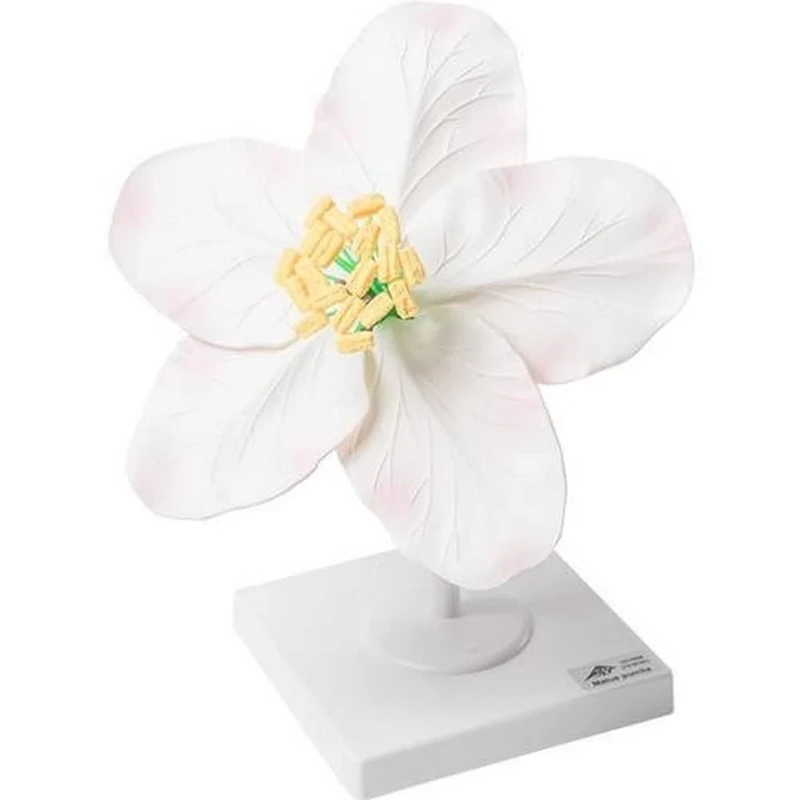 3B Scientific T210161 Apple Flower (Malus Pumila) Model