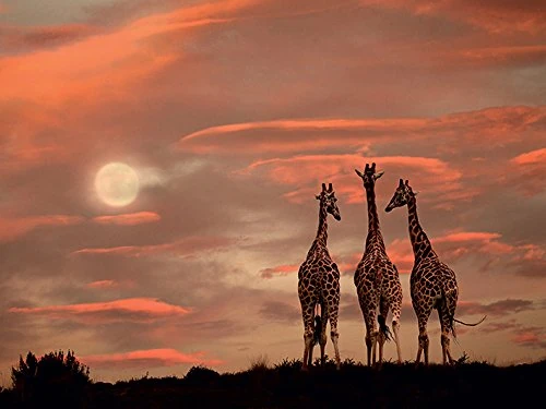 The Art Group "Moonrise Giraffes Marina Cano Canvas Print, Multi-Colour, 60 x 80 x 1.3 cm