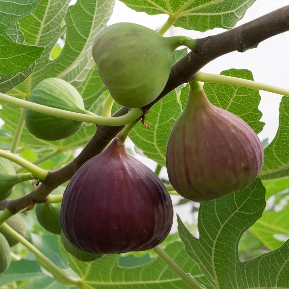 YouGarden Fig Tree 'Brown Turkey' Standard, Established Plant 70-100cm Tall in 3L Pot, Ready to Plant, Hardy Fruit for UK Gardens, Perfect on The Patio