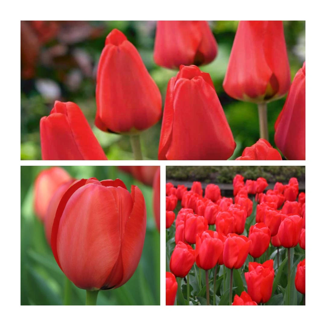 Darwin Hybrid Tulip Apeldoorn x 30 Flower Bulbs Size 10/11 One of The Most Well-Known Tulips Around The World. Easy to Grow
