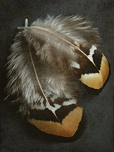 The Art Group "Pheasant Feather Duo Alyson Fennell Canvas Print, Multi-Colour, 60 x 80 x 1.3 cm