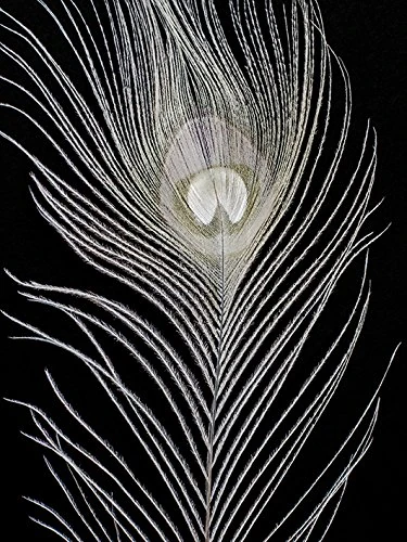 The Art Group "White Peacock Feather Alyson Fennell Canvas Print, Multi-Colour, 60 x 80 x 1.3 cm