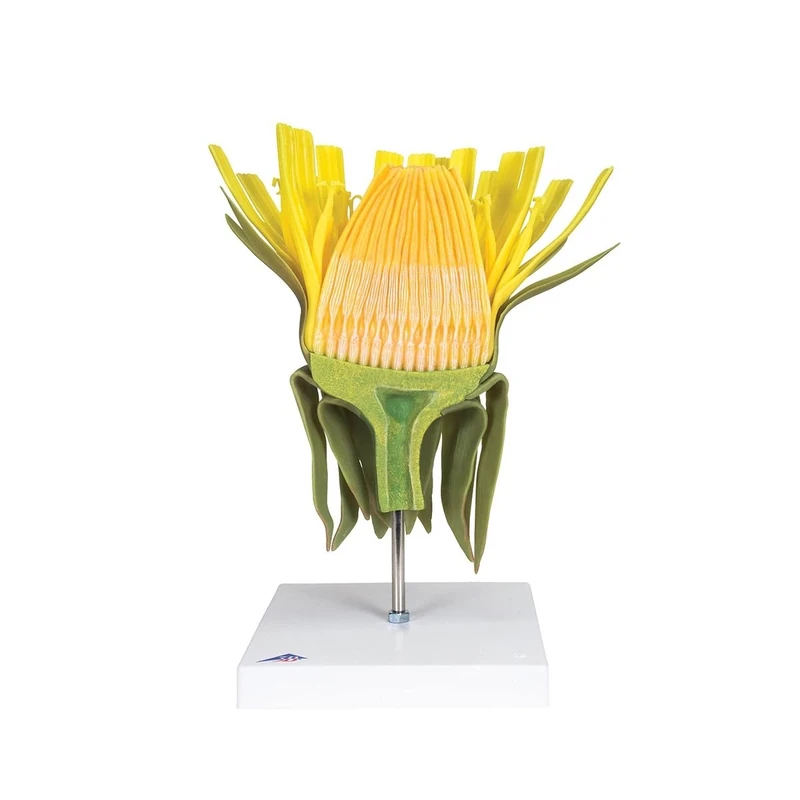 3B Scientific T21022 Dandelion (Taraxum Officinale) Model