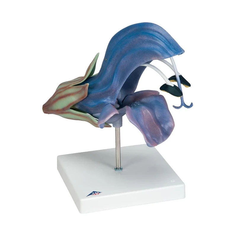 3B Scientific T21024 Meadow Clary (Salvia Pratensis) Model