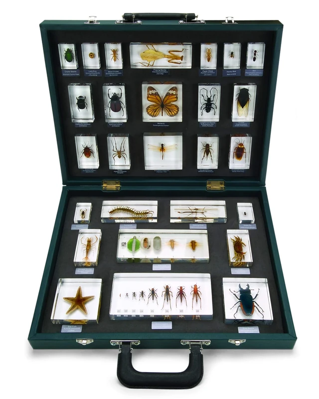Ed Speldy East Teaching Case 27 Invertebrates